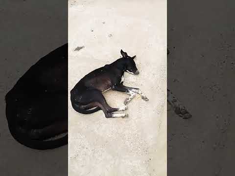 #funny #comedy #labrador #viralvideo #dog #lover😎