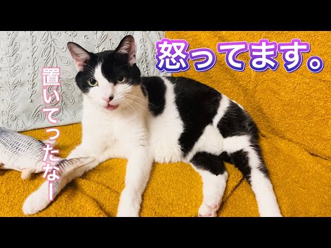 先生と再会するも、お怒りのれいちゃん。【元病院猫のれいちゃん】