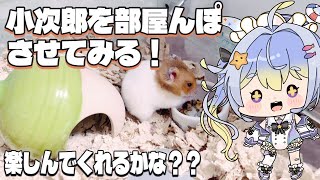 【こじろう日記】小次郎を部屋んぽさせてみる！！！