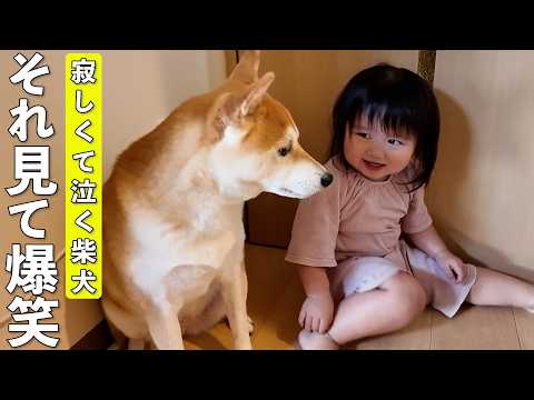 ママが出かけて寂しがる柴犬を見て爆笑する2歳娘がこちらです笑