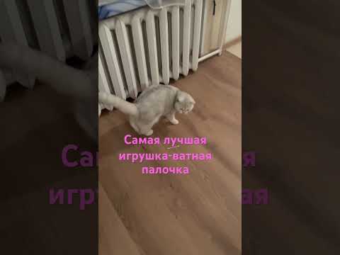 Ватная палочка-самая лучшая игрушка 🧸 #рекомендации #cat #sports #кот #котик #кошка