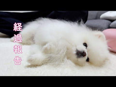 【経過報告】アロペシアXの治療を始めて３ヶ月が経ちました