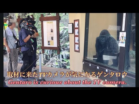 繁殖のために京都を旅立つゲンタロウの取材のため、テレビ局のカメラが来てました⭐️ゴリラ Gorilla【京都市動物園】A TV camera crew came to film Gentaro
