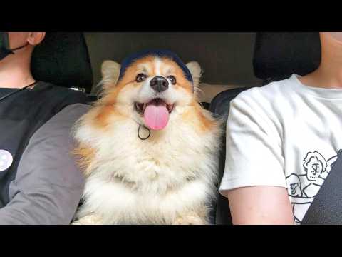 好奇心お化けな犬達と「北海道旅行」を満喫した結果…【一気見総集編】【6月7月】