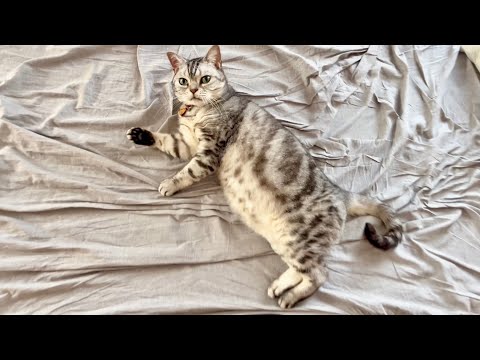 猫の動画サムネイル - 朝起きてトイレに行って戻ったらしれっと寝床で待ってた猫。