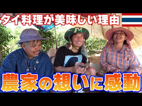 【タイ農家の現実】タイ料理で欠かせない激辛唐辛子を収穫して来ました。