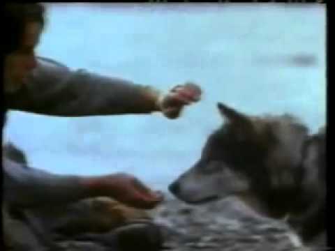 White Fang'