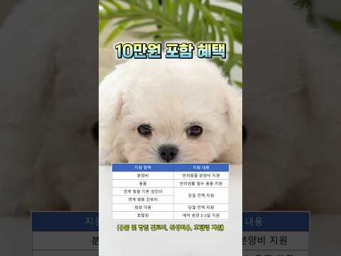 미유펫 10월 ‘텐-텐츄레이숀’ 이벤트
