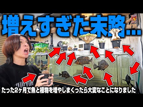 【全公開】魚と植物を増やしすぎたアラサー独身男の末路
