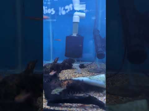 Red Arc Pencilfish at LFS Rivers to Reefs! (2025)  4273 ---- Red Arc Pencilfish at LFS Rivers to Reefs! 
Don't forget to subscribe, like, comment and s