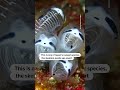 The skeleton panda sea squirt is one of Japans newest underwater species  - 00:23 min - News - Video