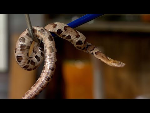 screenshot of youtube video titled Snakes in South Carolina | Making It Grow