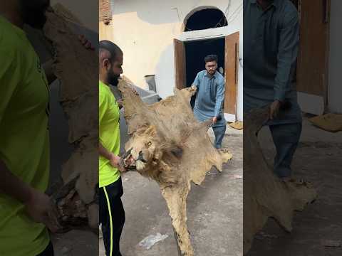 Ya kya hogya yar simba ko🥹💔missyou yar🥹💔 #ytshorts #lion #animallife #lion #yt #love #wild #pets