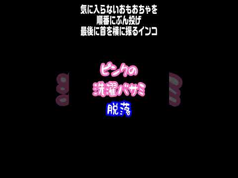 気に入らないおもちゃを順番にぶん投げ最後に首を横に振るインコ😱 #Short #インコ #ウロコインコ #小鳥 #お笑い #おもしろ動画 #conure #Green-cheeked