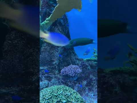 オトメベラの泳ぎとサンゴの間を優雅に滑る姿 サムネイル