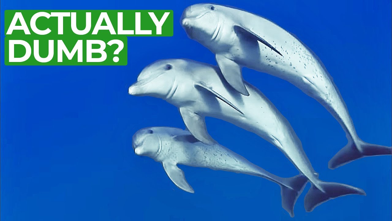 Beauty Before Brains - Are Dolphins As Smart As We Think They Are? | Free Documentary Nature