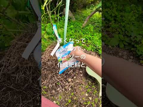 2025年10月23日 #枯れた #ダイソー #レモン栽培 #ライフハック