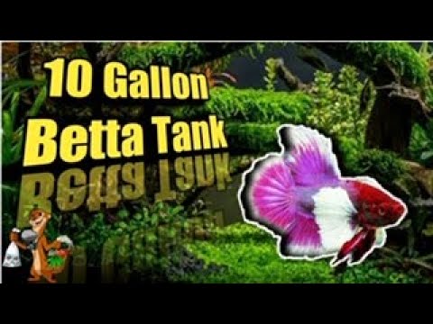 10 Gallon Planted Betta Tank CHALLENGE!!!!! 10 gallon planted betta tank CHALLENGE!!!!!

In this video I dive into 2 unseen 10 gallon Betta tank