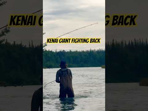This Kenai River Salmon FIGHT Was Insane! #shorts #fishinglife #alaska #theoutlander #DIY #salmon