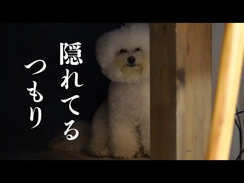 アレが嫌で飼い主から隠れてるけど丸見えな愛犬