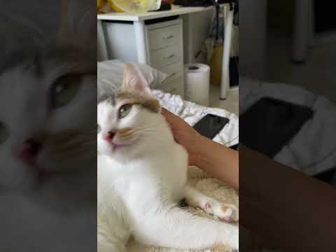 Cuddle time #catmomlife #cat #catlovers #cutecat #lifewithcats