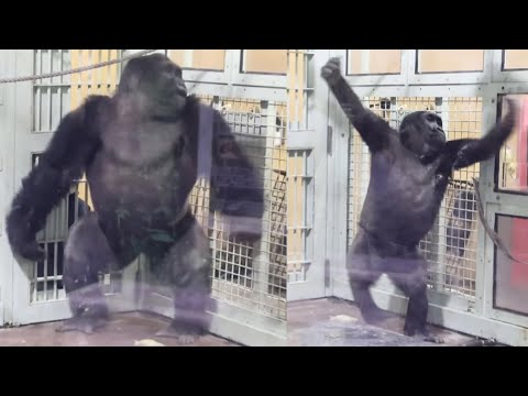 お兄ちゃんの真似をして、自分を強く見せようとする子ゴリラが可愛すぎる⭐️Gorilla【京都市動物園】Kintaro imitate the actions of his older brother