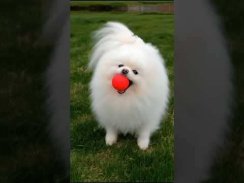 puppy love 😘#dogvideo #dog #dogsofinstagram #dogs #dogvideos #dogoftheday #doglover