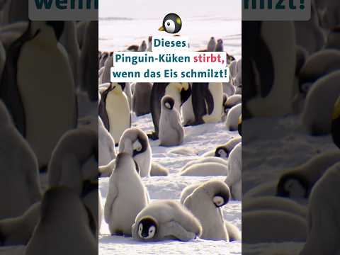 Dieses Pinguin-Küken stirbt, wenn das Eis schmilzt