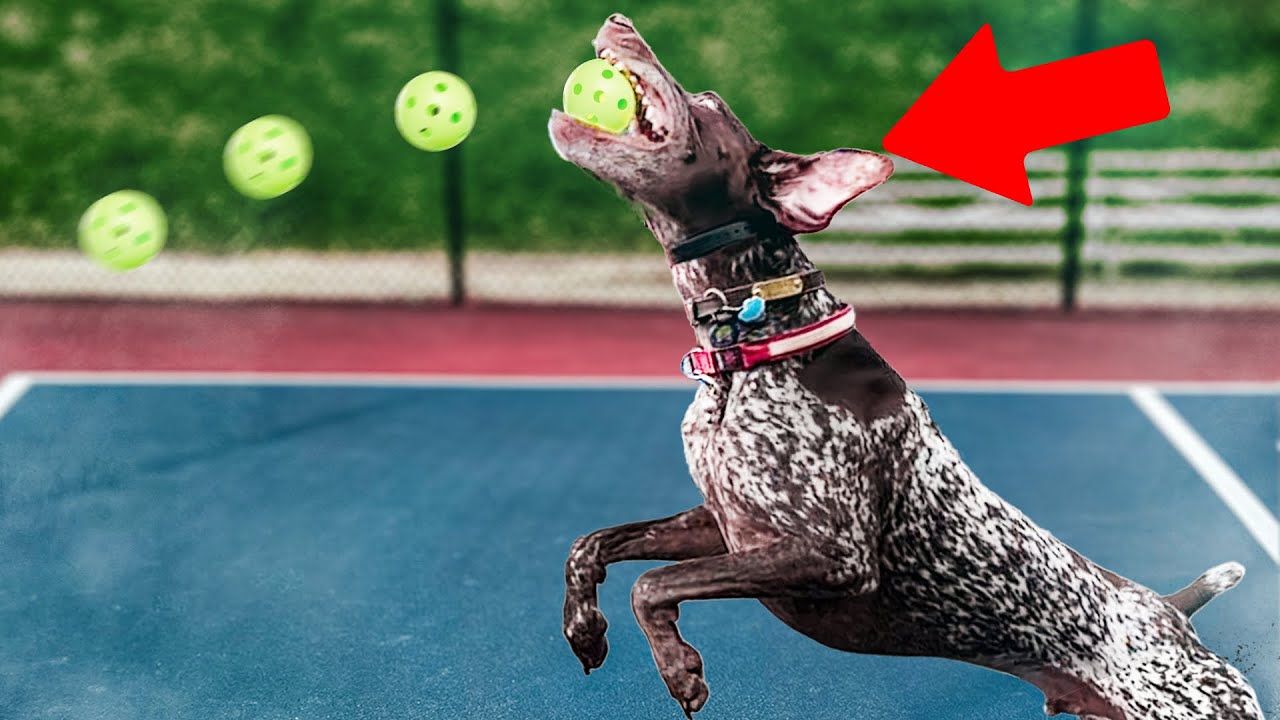 I Trained A Dog To Catch My Pickleball Serve