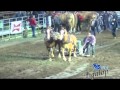 Tire de chevaux St-Antonin 2014 vidéos 03