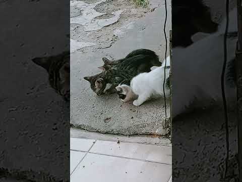 แมวน้อย Cat Kitten