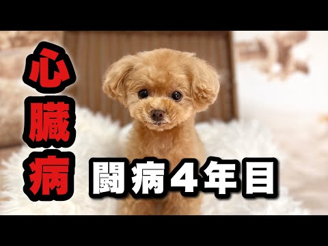【ご報告】2歳で心臓病と診断された愛犬。4年治療してきた結果…まさかの結末【トイプードルのコロン】