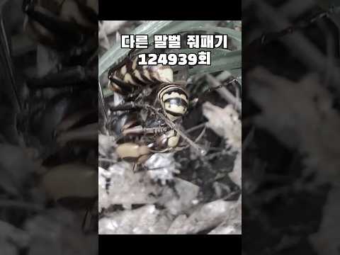 장수말벌로 살면서 이룬것들 #장수말벌 #말벌 #밈 #곤충밈 #곤충 #고추바사삭 #사마귀 #왕사마귀 #릴스 #hornet #asiangianthornet #noroots