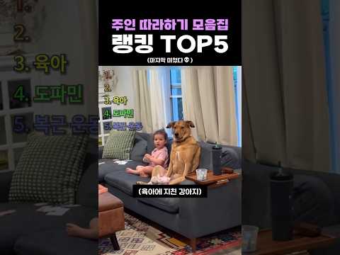 주인 따라하기 모음집 랭킹 <strong>TOP5</strong>
