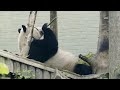 U.K. says bye-bye to pair of Pandas