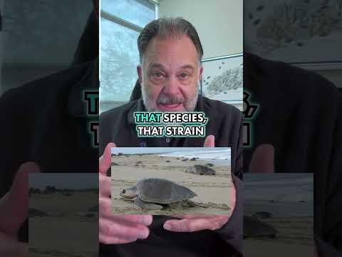 Why Turtles Always Come Back Why Turtles Always Come Back

Sea turtles are born with a built-in sense of direction.

They can fol