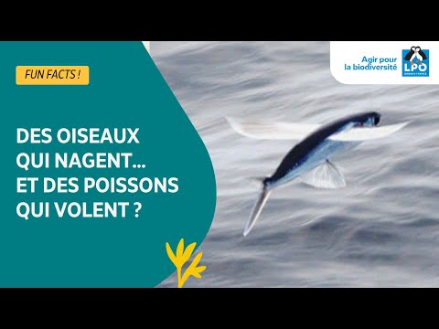 Des oiseaux qui nagent... et des poissons qui volent tant qu'on y est ? - #funfacts