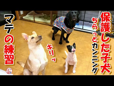 【子犬　保護　ブリーダーレスキュー】マテの練習でカンニングした子犬