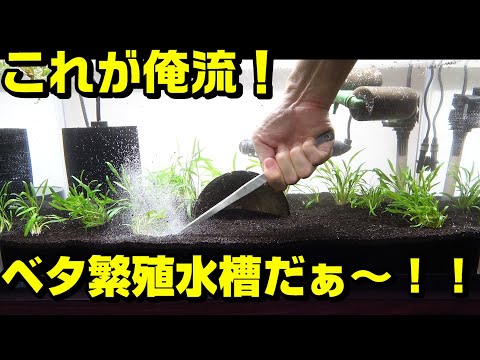 【ベタの繁殖用水槽つくる！】過剰濾過で稚魚生存率100％！＃熱帯魚＃betta fish