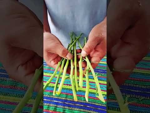 como reproducir la ruda con la canela #plantas #jardin