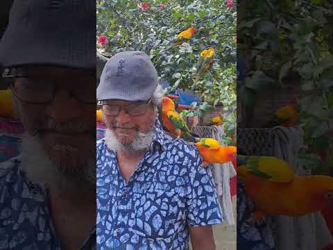 সুদুর চট্টগ্রাম থেকে এসেছে কাংখিত পাখি প্রেমি আংকেল #poshapakhi #birds #talkingparot #parrot