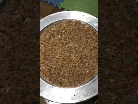 Trứng Kiến - Đặc Sản Tây Bắc #shorts