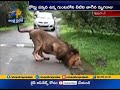 Viral Video: Thirsty Lion Drinking Water Beside Road- Gujarat