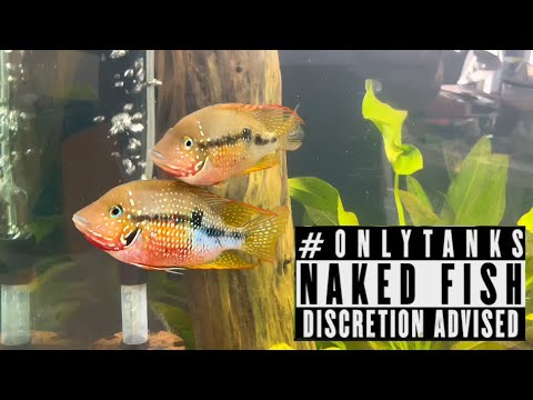 Meet The Community - Fish Footage Only 150 gallon Aquascaped aquarium - Ellioti cichlids, Bolivian rams, panda corydoras, lemon tetras, blo