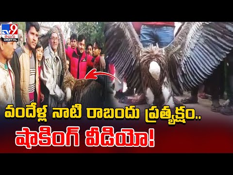 100-year-old rare Himalayan Griffon Vulture rescued in Kanpur, visuals