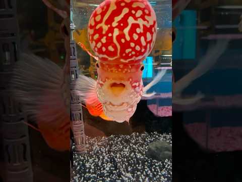 Incredible Flowerhorn Cichlid 🤯 In this Short video, we have a beautiful Flowerhorn cichlid interacting with its owner. This was an 