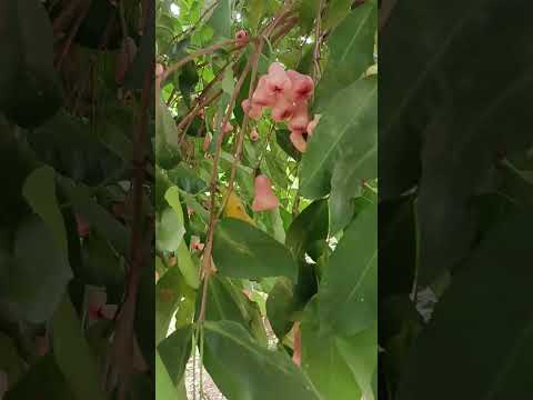 rose apple#roseapple#waterapple#fruit