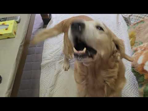 子猫ビスとキビのほのぼの生活：食欲旺盛な日々の様子 サムネイル