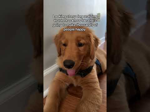 I swear dogs have a special gift 😊 サムネイル