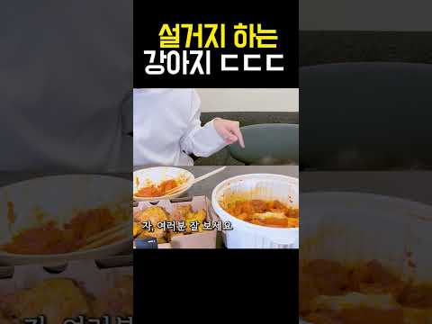 ※세계최초 설거지 하는 강아지, 장기자랑※